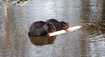 Portrait of a big beavers © michaklootwijk