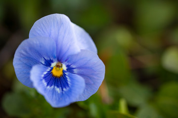 Blue pansy flower in the garden.