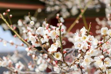 Flowers I walked around in spring