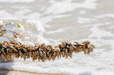 Many white shells on bamboo and sea.