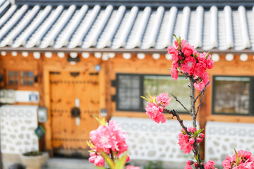 Hanok and cherry blossoms are beautiful in Korea.