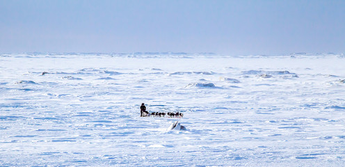 Iditarod, Sled-dogs on the Yukon River