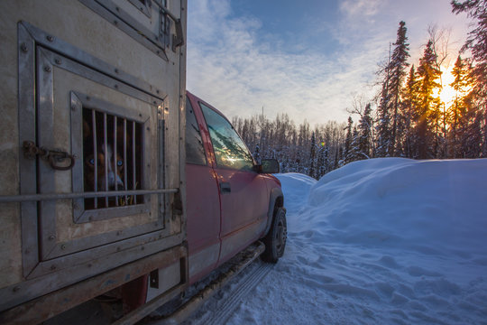 Sled-Dog, In his Dog Truck Looking Right at You.