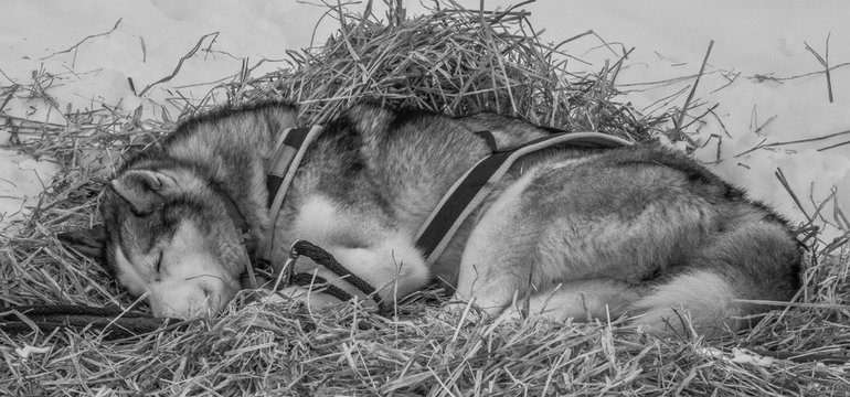 Iditarod, Sled-Dog Sleeping Comfortably and Soundly. 