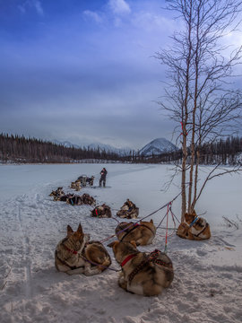 Alaska, USA,Mar 3, 2012 – Mar 19, 2012, Iditarod Sled Dog Race