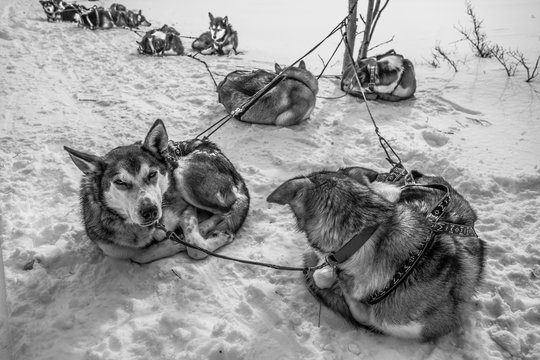 Iditarod, Sled-dogs on The Yukon River. 
