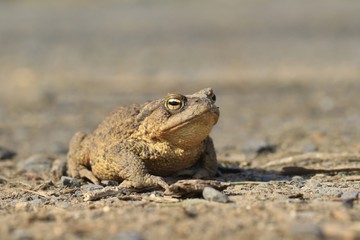Common toad siting on the ground, European toad in the natural environment. Bufo bufo. Wildlife in Czech.