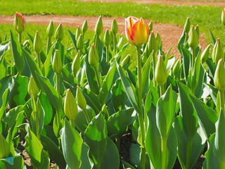 Flower bed full of tulip bulbs and some bright tulip flowers. Spring theme. Selective focus on the front.