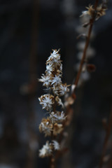 Flowers I walked around in spring