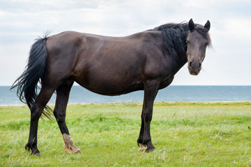 Dark bay horse on the lake in summer. 