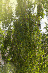 Beautiful birch and green leaves with sunbeams.