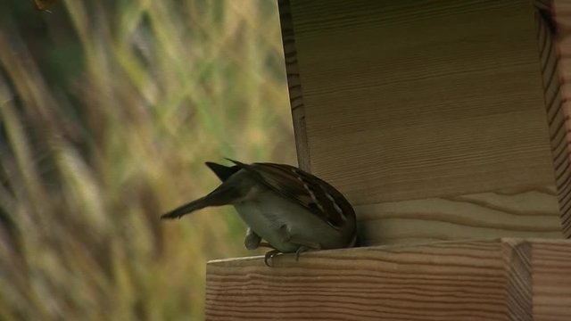 Hektisch frisst ein Sperling vor Einbruch der Dunkelheit am Vogelh&auml;uschen (Originalton)