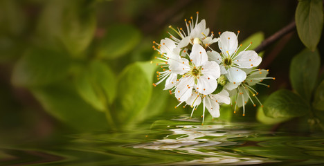 Schwarzdornblüte über Wasser