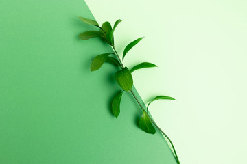 Flatlay of ruscus branch on green pastel background.