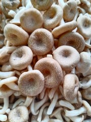 group of mushrooms