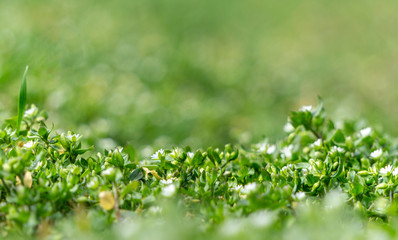 Tiny green leaves and white flowers of wildflowers in early spring. Tender spring Easter background