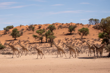 Giraffen Herde