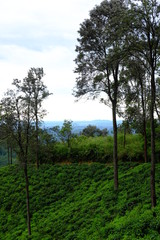 vineyard in the morning