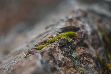 Piece of nature on the stone
