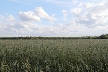 cereal field against the background of the forest and cloudy sky. summer rural landscape
