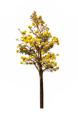 The tree has golden yellow flowers. With a few green leaves growing a bit. Placed on a white background make the color stand out, very beautiful. Tree name is Tabebebuia aurea, silver trumpet tree.
