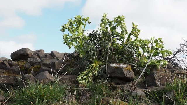 Stinking hellebore (Helleborus foetidus) Video of upright stems, bell-shaped flowers and evergreen foliage waving in the wind between old stones of a wall in Gergovie plateau. Massif central France 