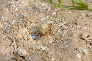 hermit crab on the beach