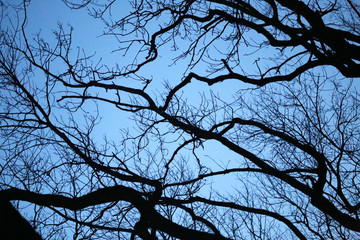 Photo beautiful trees in the park