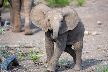 Fototapeta na wymiar Junger Elefant 