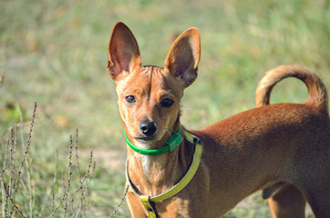 dwarf Pinscher