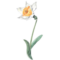 White daffodil, watercolor illustration on a white background. Spring Flower.