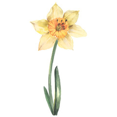 Naklejka na ściany i meble Yellow daffodil, watercolor illustration on a white background. Spring Flower.