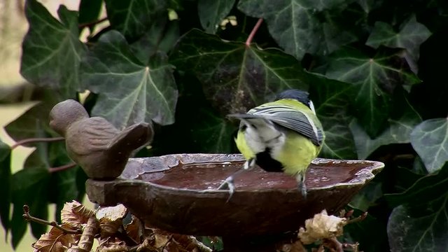 Kohlmeise in Gro&szlig;aufnahme beim Trinken an der Vogeltr&auml;nke (Originalton)