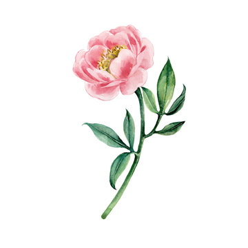 Pink peony, watercolor illustration on a white background. Spring Flower.