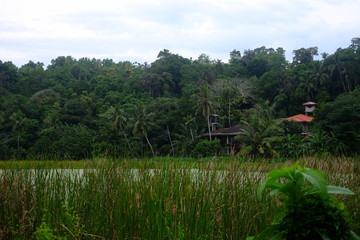 Fototapeta na wymiar view of the farm in Sri Lanka