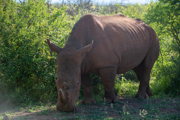 Nashorn
