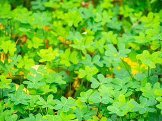 Large green clover field in forest. Selective focus.