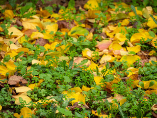 Fallen autumn leaves on the forest ground. Selective focus.