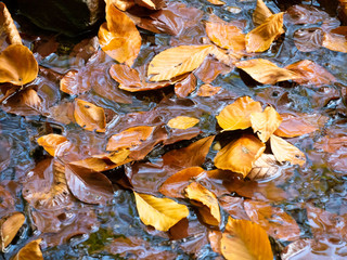 Dry leafs on the wet forest ground. Nature background.