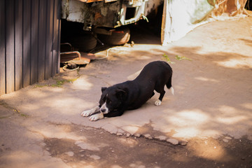 Dog Lying Down in India