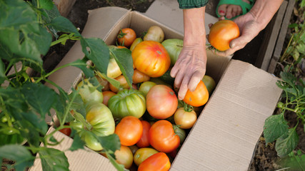 Woman puts freshly harvested tomatoes in a box in greenhouse. Close up of hands