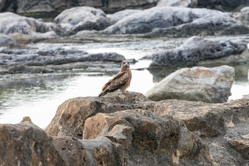 仁右衛門島にいた鳶　千葉県鴨川市　日本