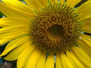 Obraz premium Sunflower in close up.