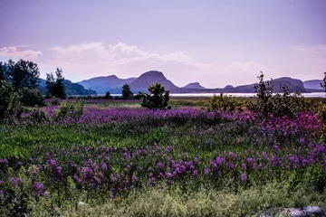 Deurstickers Bloemenveld in lente en zomer © Samiricano
