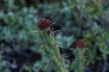 Close-up shot of Buckhorn Cholla cactus variant with spiky organelle.