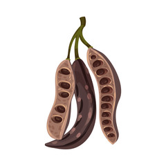 Carob Pod with Seeds Inside Isolated on White Background Vector Illustration
