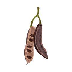 Carob Pod with Seeds Inside Isolated on White Background Vector Illustration