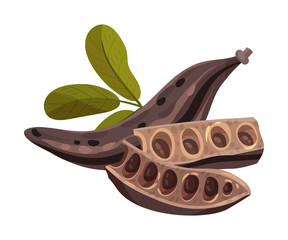 Carob Pod with Seeds Inside Isolated on White Background Vector Illustration