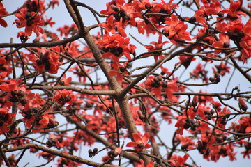 red tree in autumn with red flowers