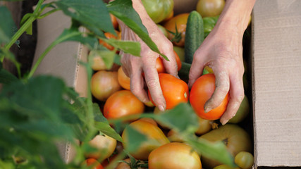 Woman puts freshly harvested tomatoes in a box in greenhouse. Close up of her hands. Top of view